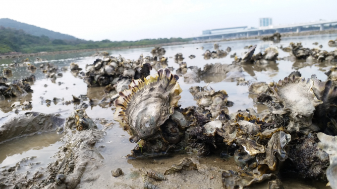 Seven square meters of a Hong Kong oyster reef can filter up to one Olympic swimming pool of water in a single day
©Marine Thomas/Courtesy TNC
 